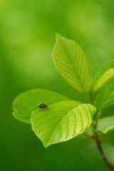 Little beetle on a green leaf and green summer background.