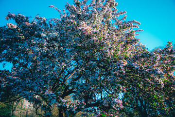 Spring Flowers, Cherry Blossoms, Nature, Spring Nature Colors