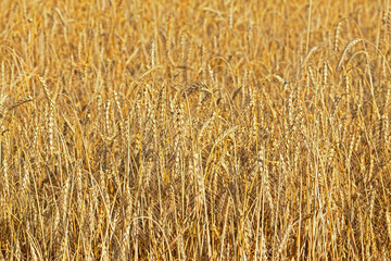 Natural natural background of ears of ripe rye