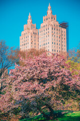 Spring Flowers, Cherry Blossoms, Nature, Spring Nature Colors