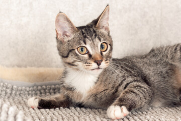 Naklejka premium A striped mongrel kitten lies at home on a gray mat.