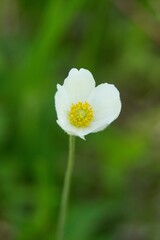 white flower in the garden