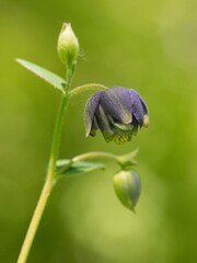 blueberries on a leaf
