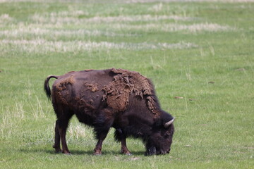 buffalo in the field