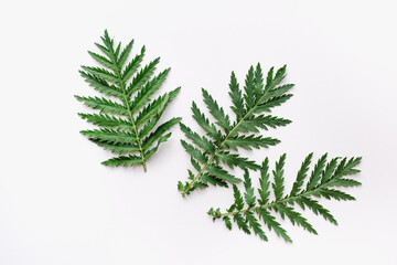 tansy leaves on a white background, tansy leaves