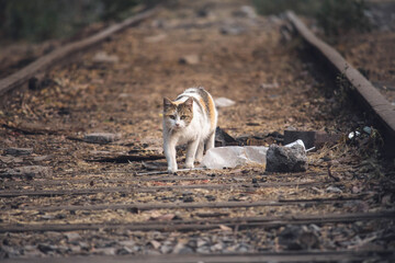 abandoned cat on train tracks