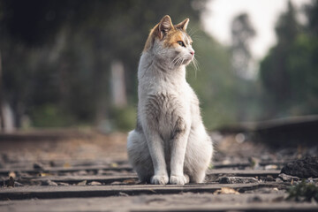 Naklejka na ściany i meble abandoned cat on train tracks