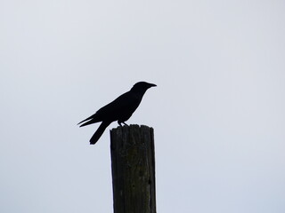 crow on a fence