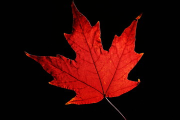 autumn maple leaf 