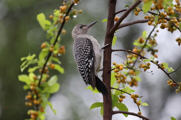 Female Woodpecker