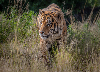 Front on close tiger portrait, green background and grasses