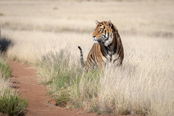 Tiger portrait, oblique with tail prominent, grassy plain in the background 