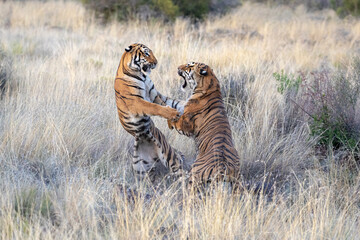 Two tigers fighting, standing up in long grass © David