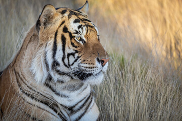 Close up tiger portrait, lying in the grass, headshot.