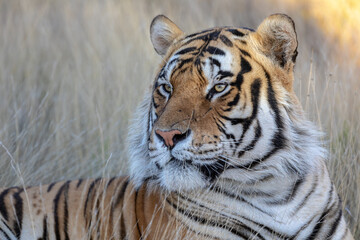 Fototapeta na wymiar Close up portrait of tiger lying down