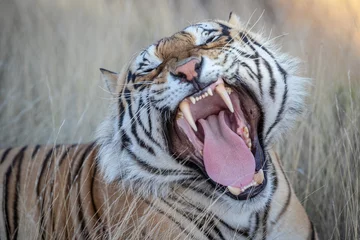 Muurstickers Large tiger yawning, mouth wide open displaying  large fangs © David