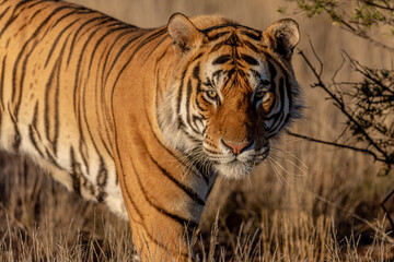 Tiger,  close up portrait in warm evening light, grassy plain as the background