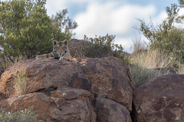 Tiger cub lying on a rock