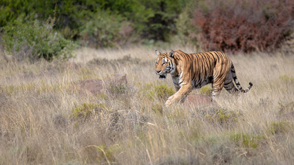 Fototapeta na wymiar tiger walks on grassy plain