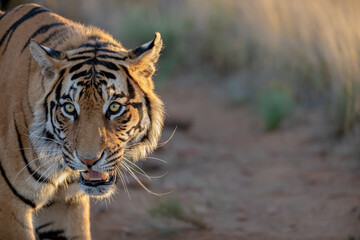 close up head shot of tiger