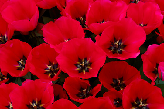 red flowers