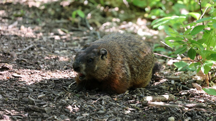 a fat groundhog