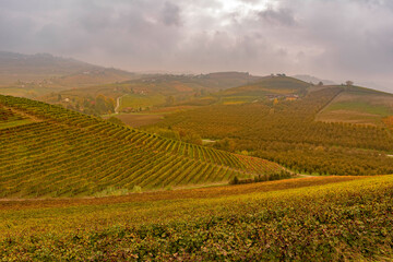 vineyard in langhe piemonte