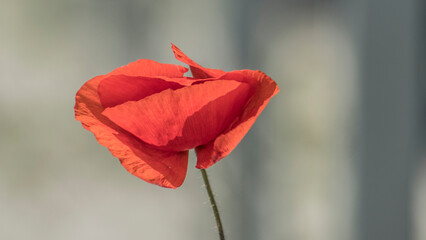 Scarlet poppy in the field