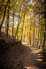 path in autumn forest