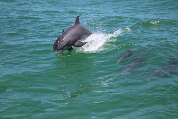 Naklejka premium Dolphin family jumping in open ocean