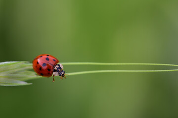 a small red ladybird climbs along the thin stalks of an ear of corn, against a green background