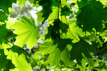 Fototapeta na wymiar bright foliage green maple leaves in sunlight
