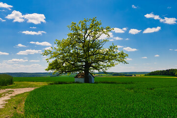 Fototapeta na wymiar Tree on a field