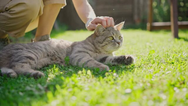 A shot of a cute gray cat lying on green grass while its owner gently strokes him on a sunny day.