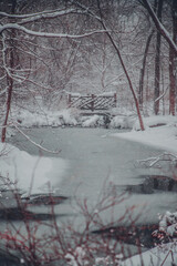 Snow, Winter Photography, Snow Photography, Bird Photography, Wildlife