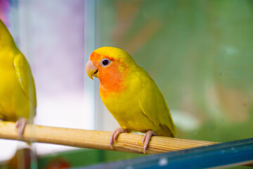 lovebird parrot. birds are inseparables. large, colorful, beautiful parrots. 