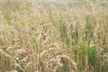 grass in a field