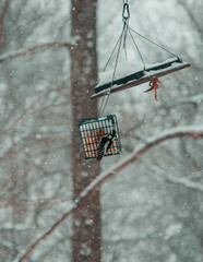 Snow, Winter Photography, Snow Photography, Bird Photography, Wildlife