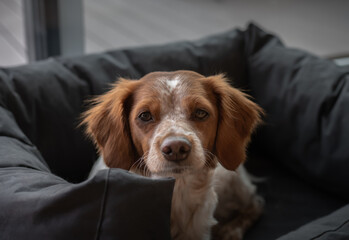 Hund schaut von Platz