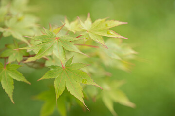 Fototapeta na wymiar Japanese maple green leaves on a branch