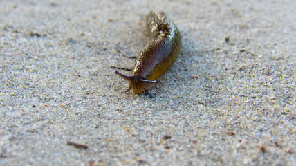 A slug crawling on the ground
