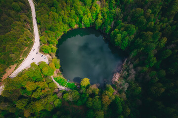 green forest in the mountains