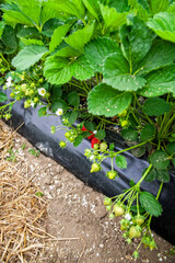Flowering strawberry plants cultivated at a greenhouse at a sunny day