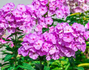 Beautiful Garden phlox flowers in a flower bed in a summer park.Selective focus.