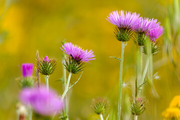 Purple wildflowers in the meadow