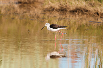 Fototapeta premium black-winged stilt walking in the water