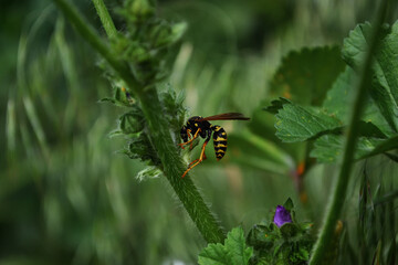 пчела на цветке. макросъемка природы