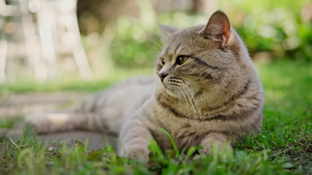 Cute gray lazy cat lying on the green lawn and curiously looking around outdoors on a sunny day.