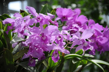 Insel Mainau, Orchideenhaus