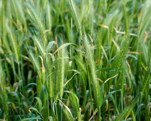 many green spikelets on a background of green grass on a summer day side view